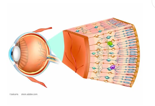 Cấu trúc chi tiết các lớp tế bào võng mạc và đường truyền tín hiệu thị giác.