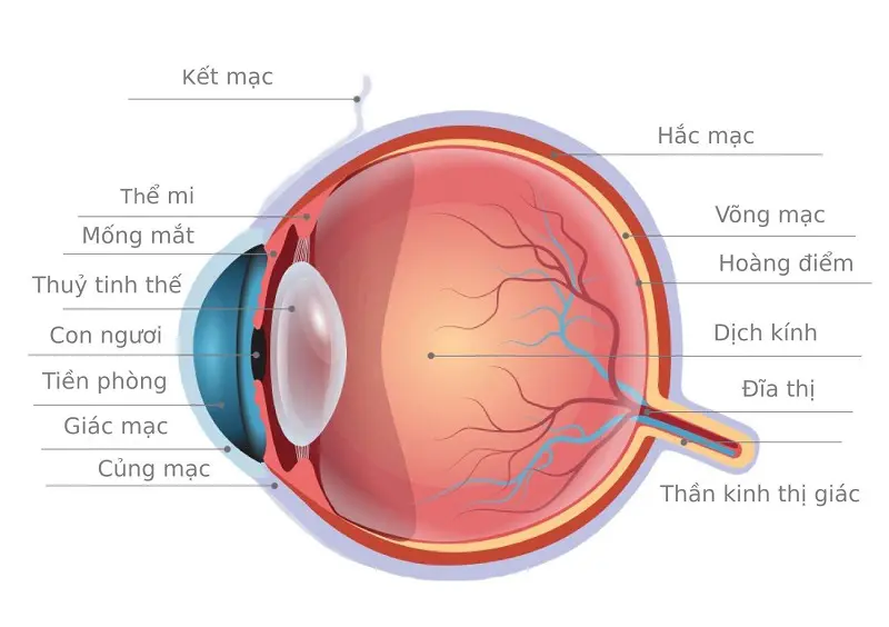 Mandatory parameters before Phakic ICL surgery