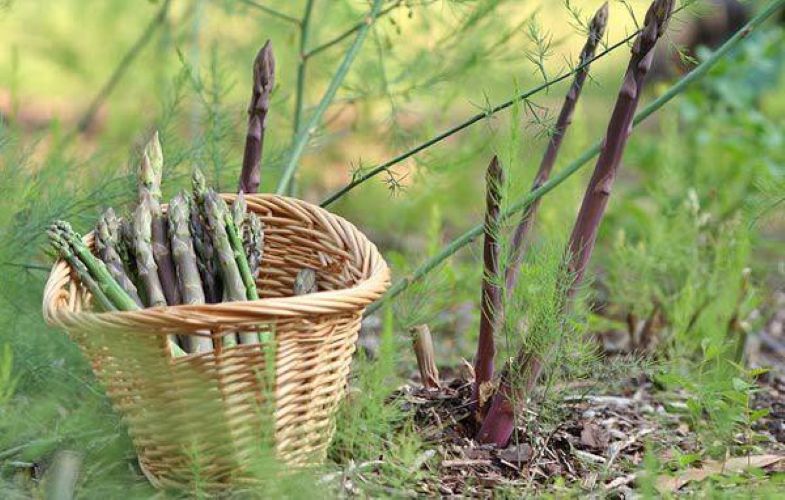 Măng tây dại là thảo mộc tự nhiên giúp sáng mắt và bảo vệ võng mạc