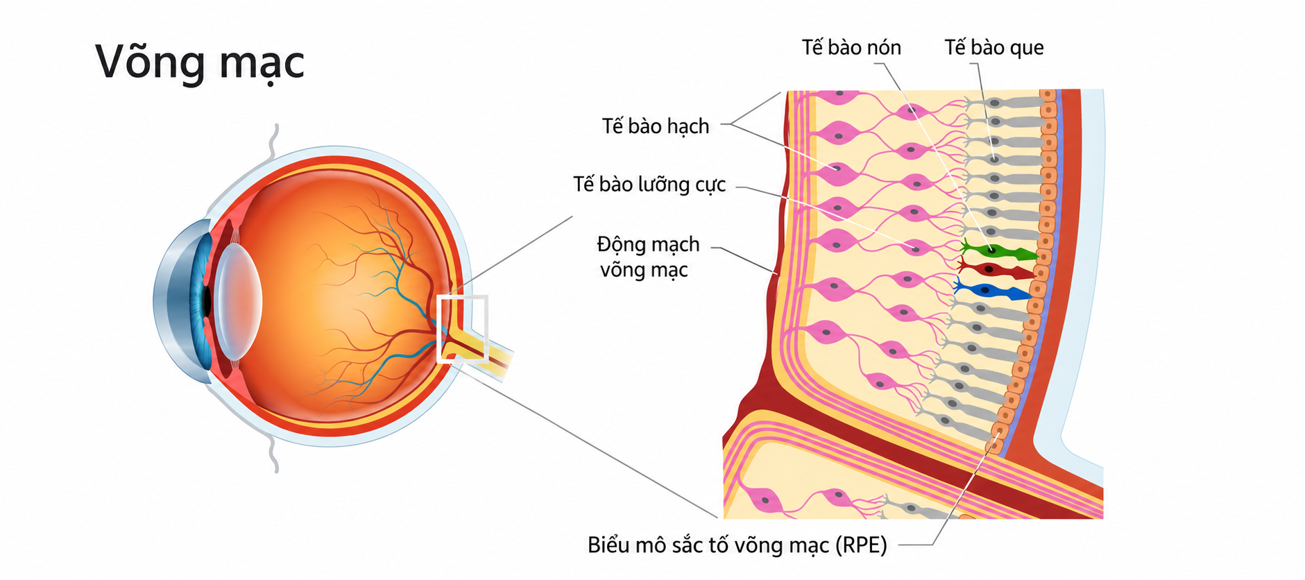 Anatomy of the Human Retina