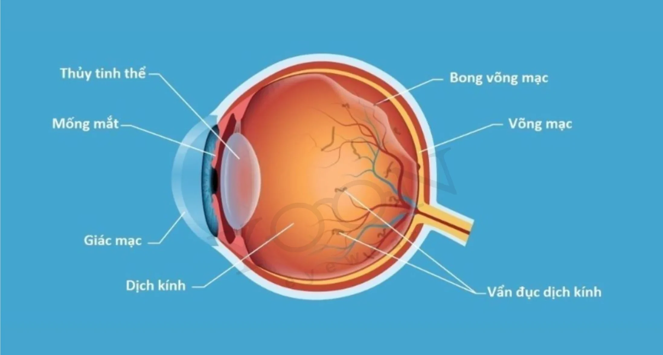 Cấu tạo võng mạc